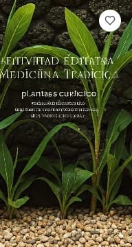 Portada de la revista